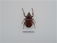 藏品(蘭嶼姬兜)的圖片